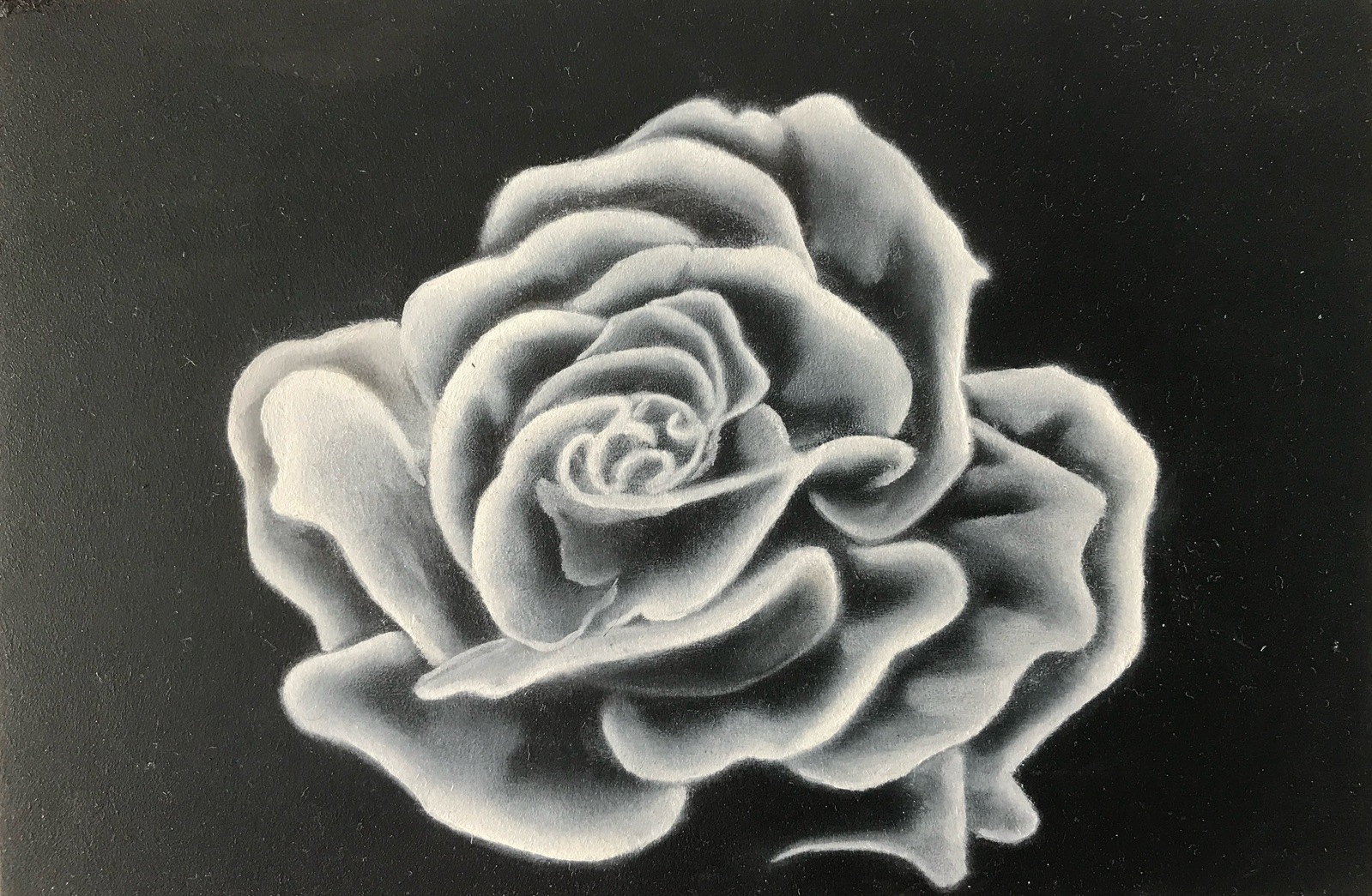 Roos in grisaille