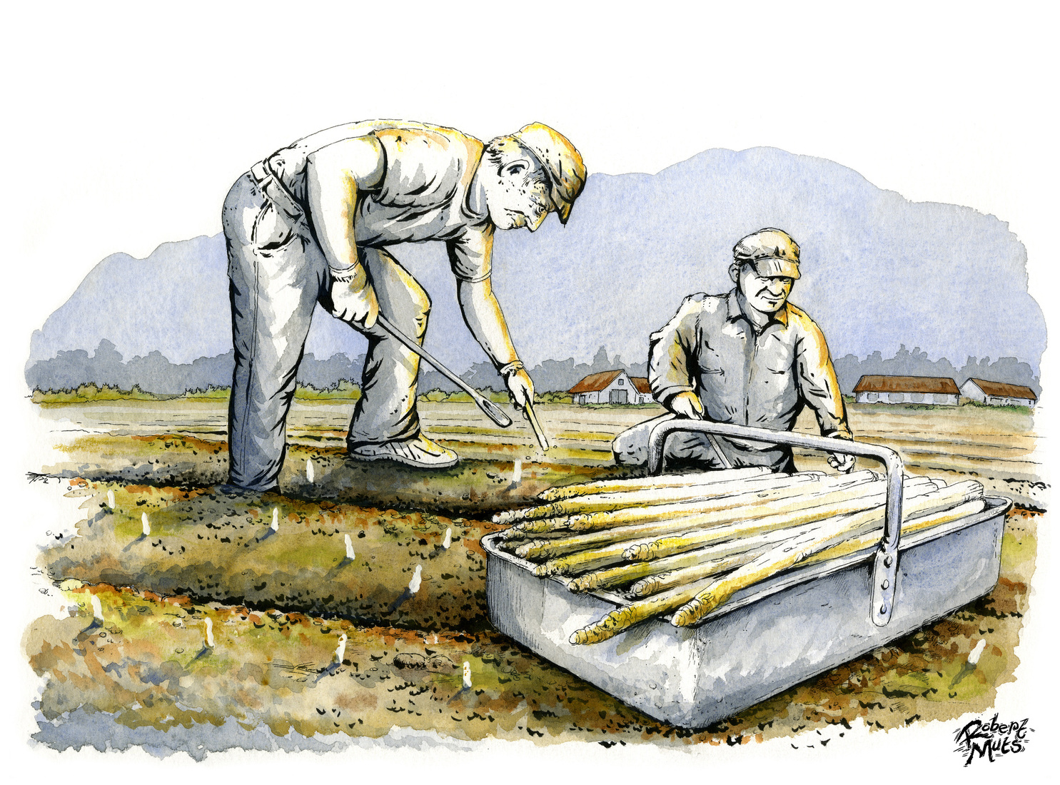 Aspergeoogst in Limburg