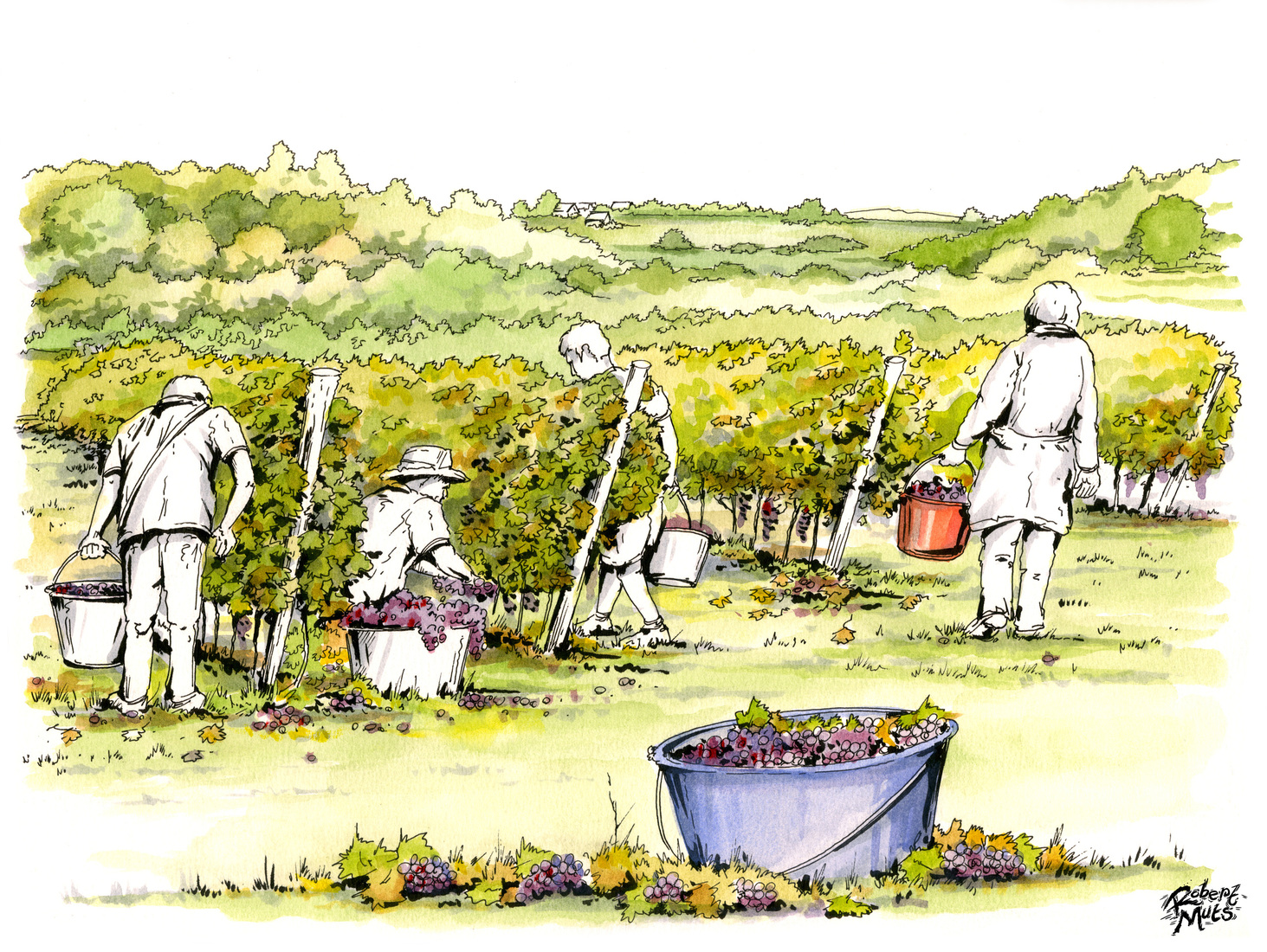 Druivenpluk op wijngaard