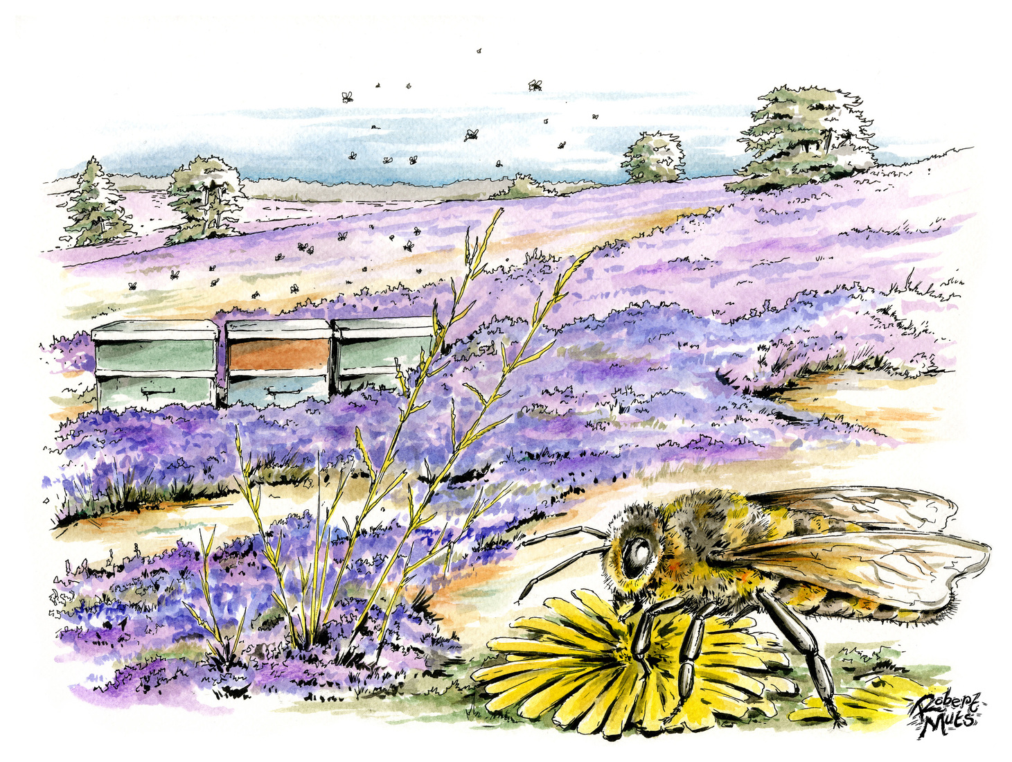 Bijenkasten en honingbij op de heide