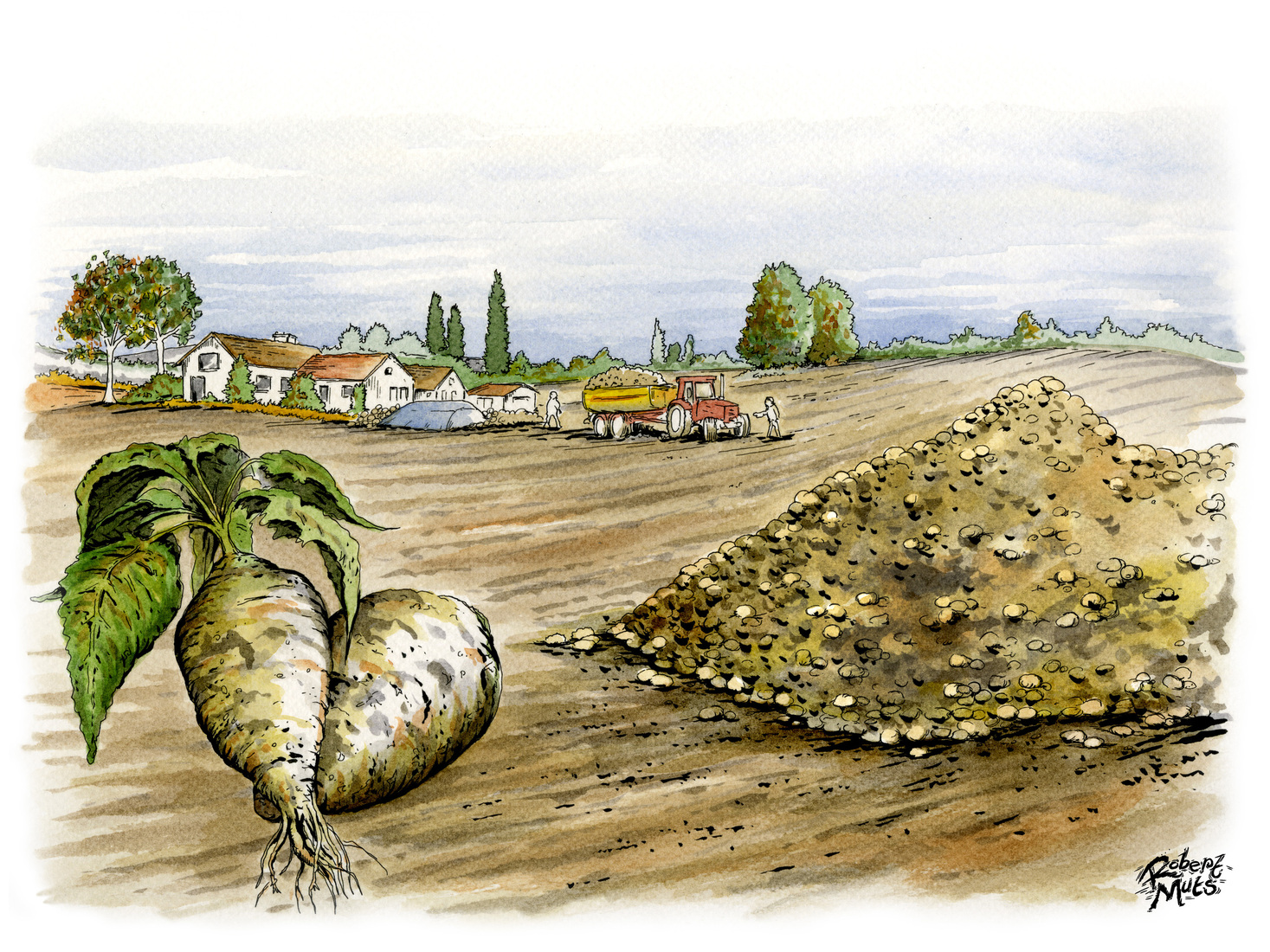 Bietencampagne, oogst van bieten