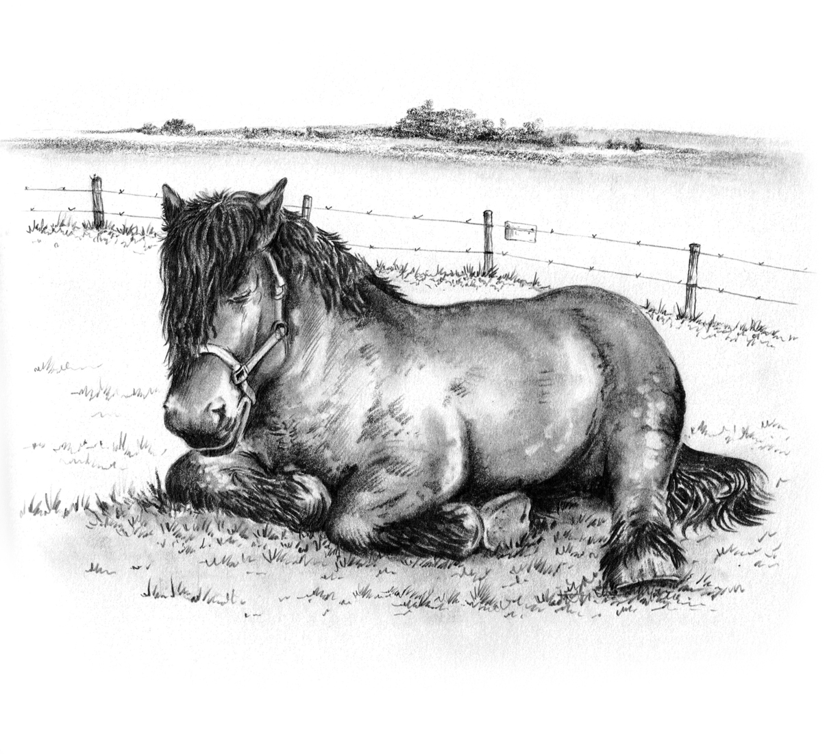 Paard in weiland bij Vijlen, Limburg