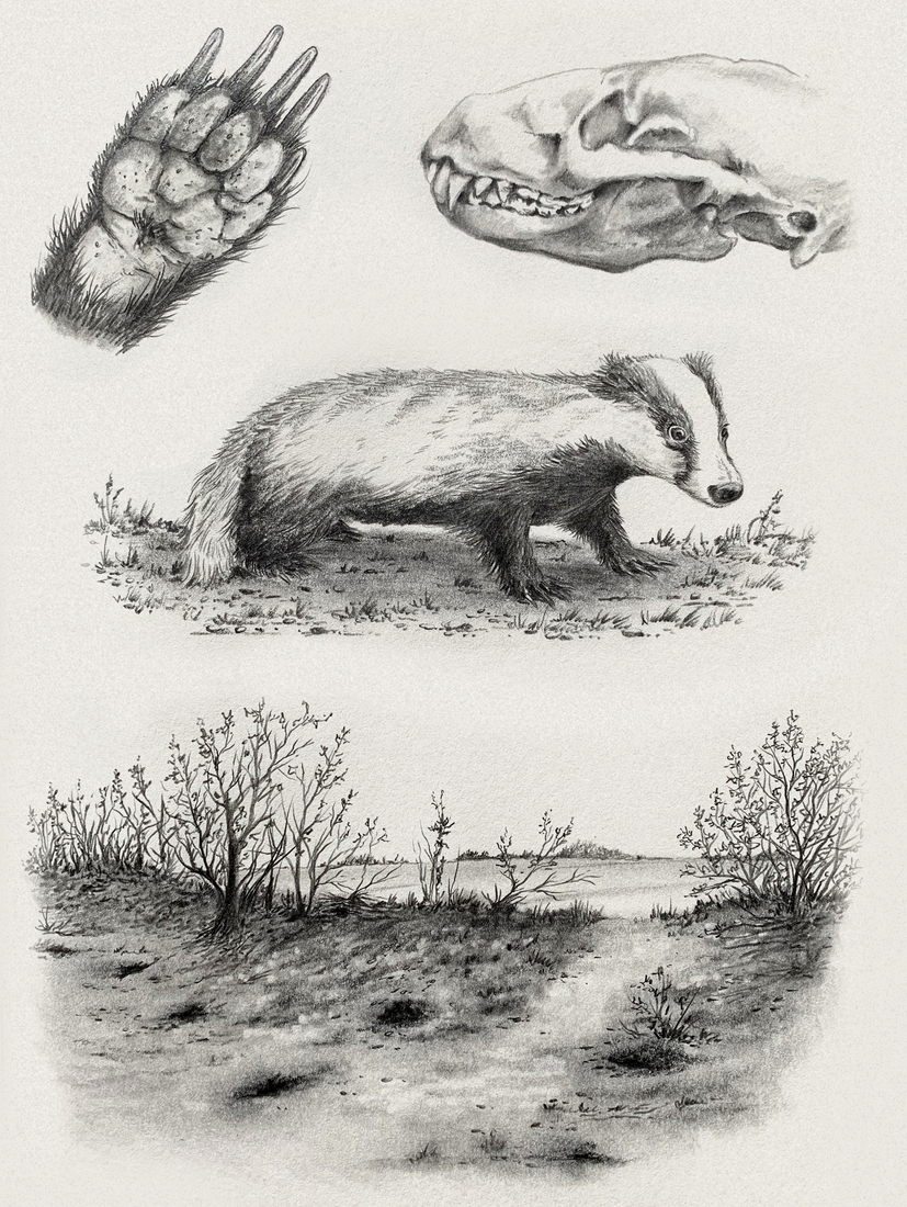 Dassen en dassenburcht