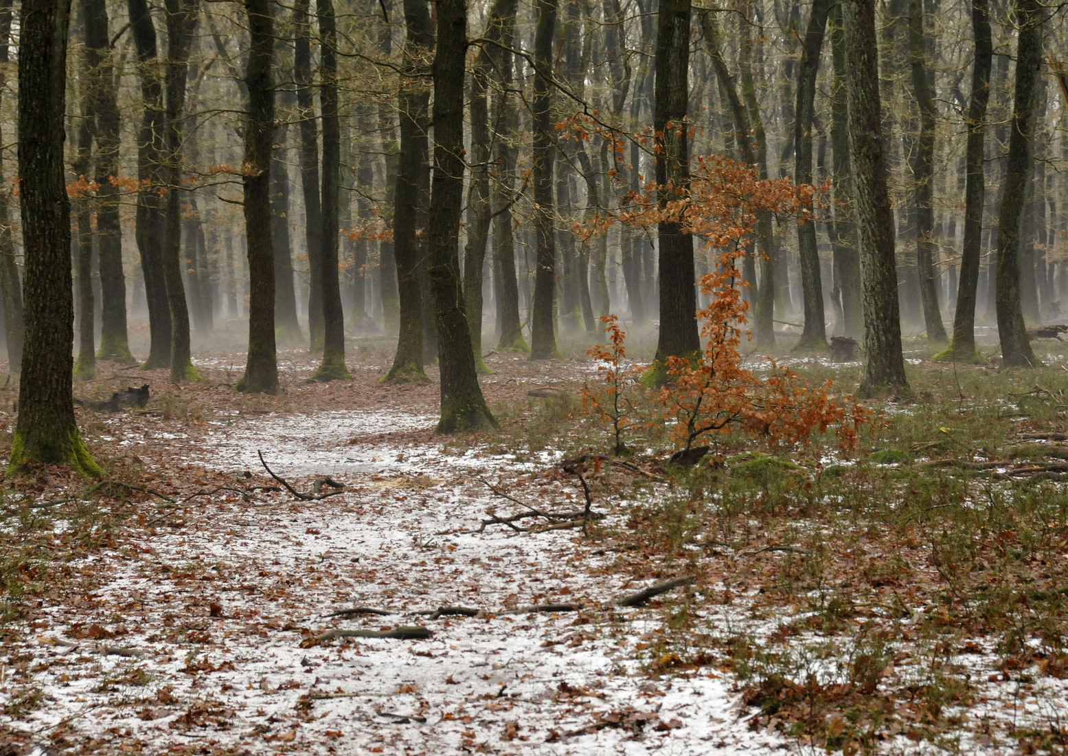 Dooi in de Loenermark 2