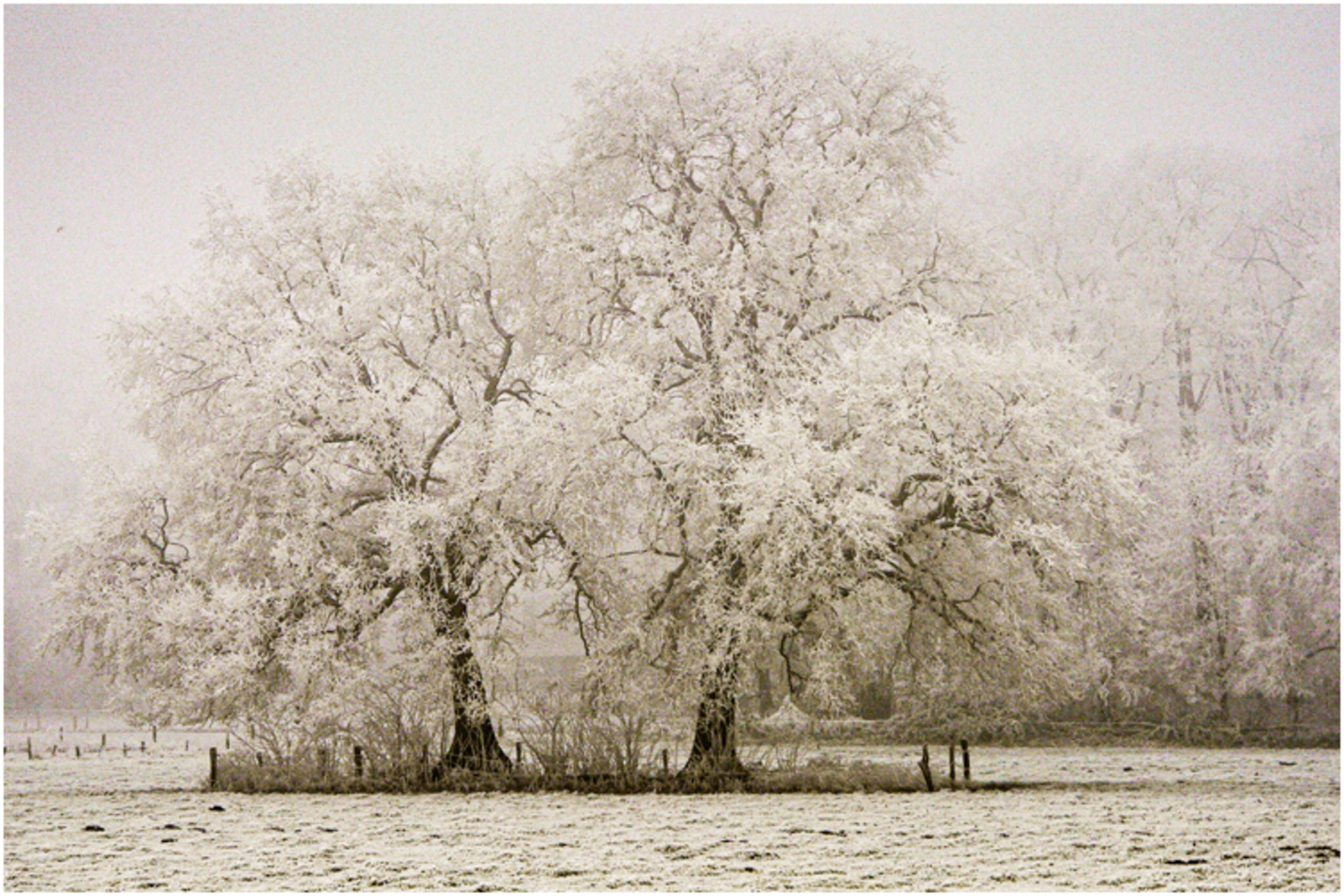 Mist + rijp = dubbelop 2