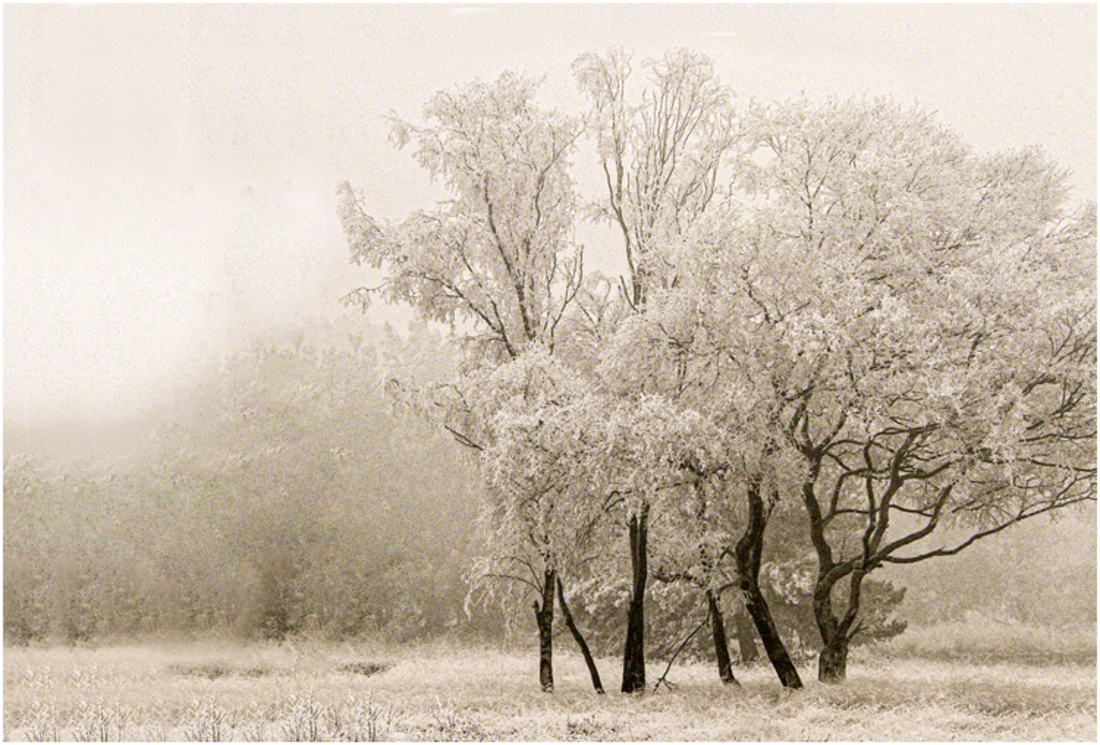 Mist + rijp = dubbelop 3