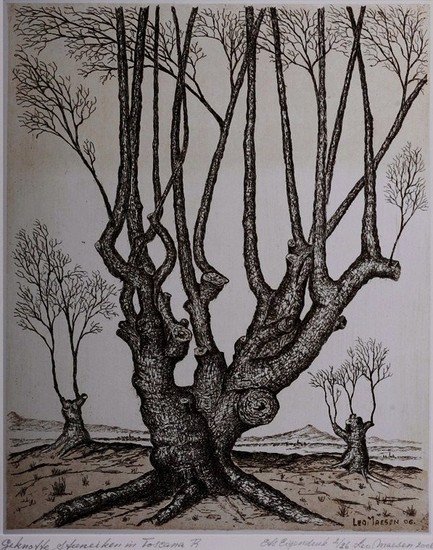 Geknotte steeneik in Toscana. r.