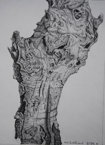 Oude Knoteikenstronk 2