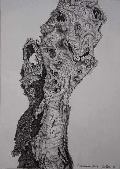 Oude Knoteikenstronk 3