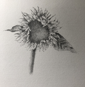 Potloodtekeningen, naar de natuur, dieren, portretten, landschappen 