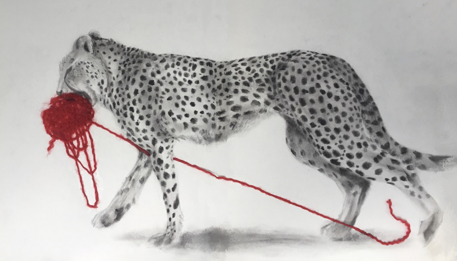 Grote katten, Cheetah