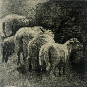 Charcoal drawings of sheep