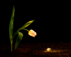 De serie “Extra-Ordinary” toont alledaagse objecten die op een creatieve manier samengevoegd zijn met een knipoog. Zo maakt Marc bijvoorbeeld bloemen of fruit tot acteurs in een verhaaltje.