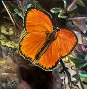 Diverse jaren vlinders 20 x 20 cm olie op canvas
