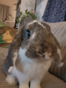 My pet George is the model for all the cards made