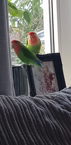 Mijn huisdieren staan model