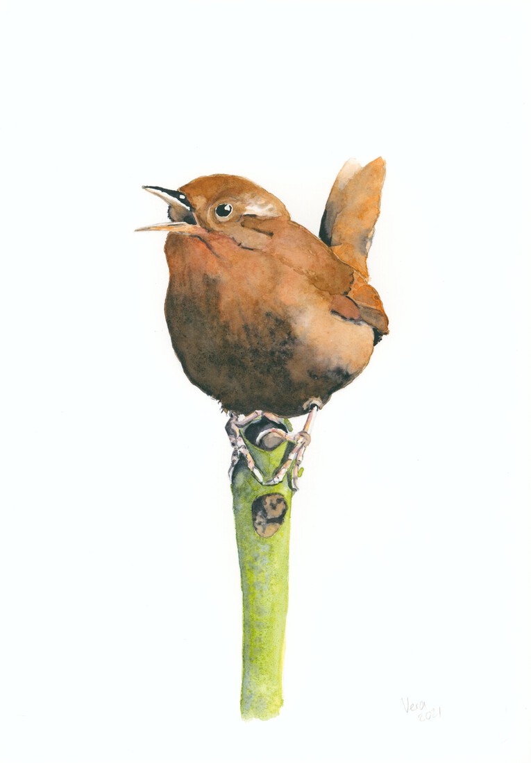 Singing wren