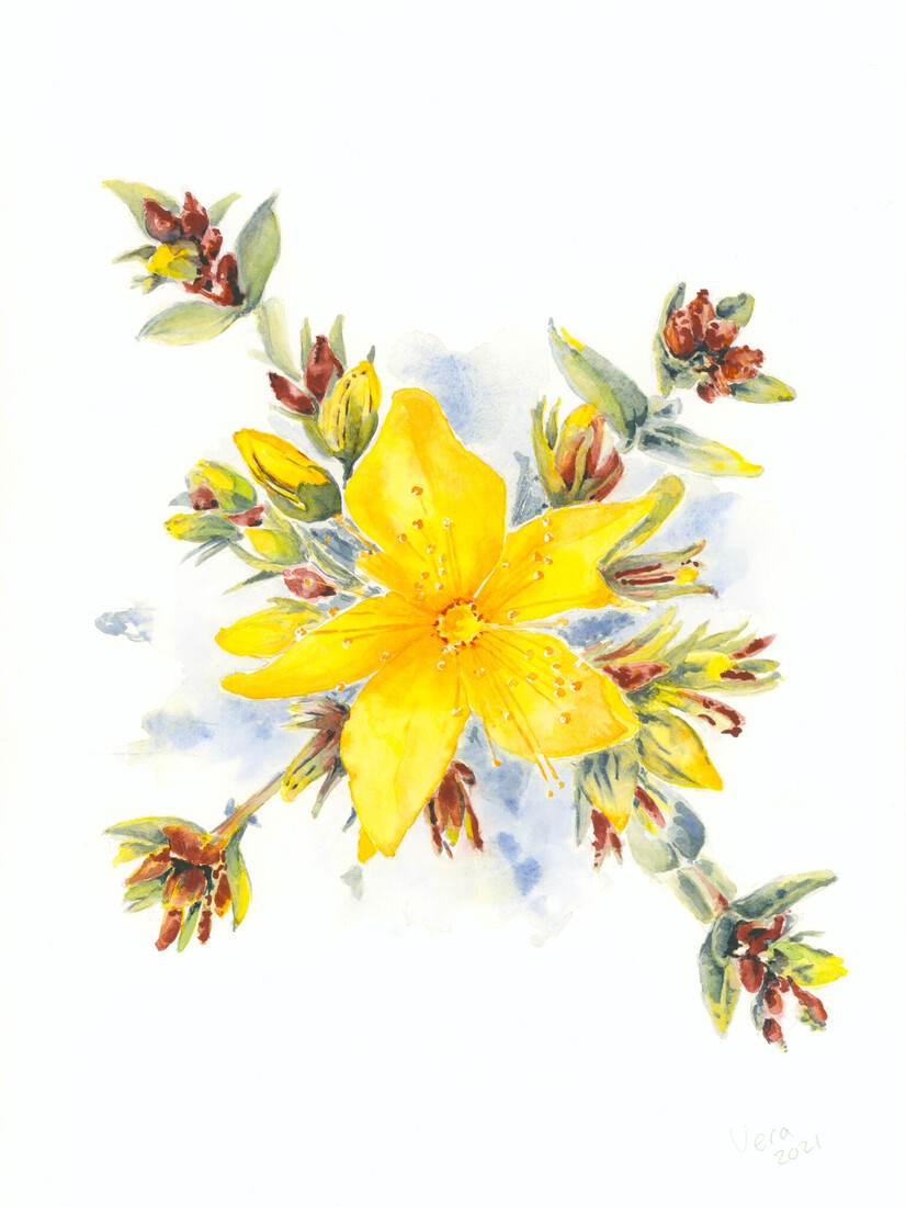 St. John's wort