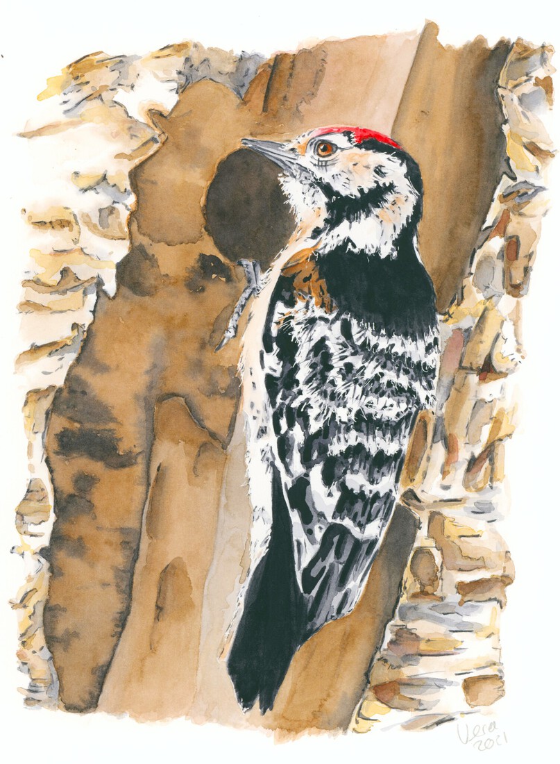 Little spotted woodpecker