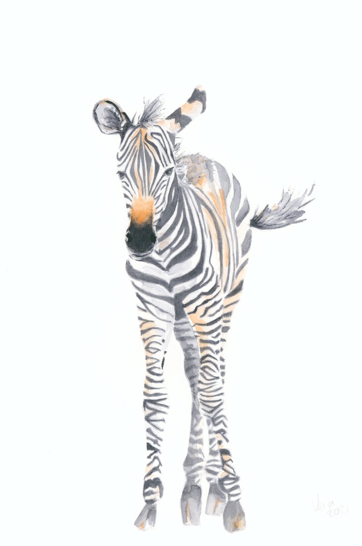 Baby zebra