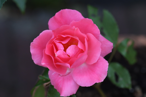 Flowers and plants from nature and in the garden