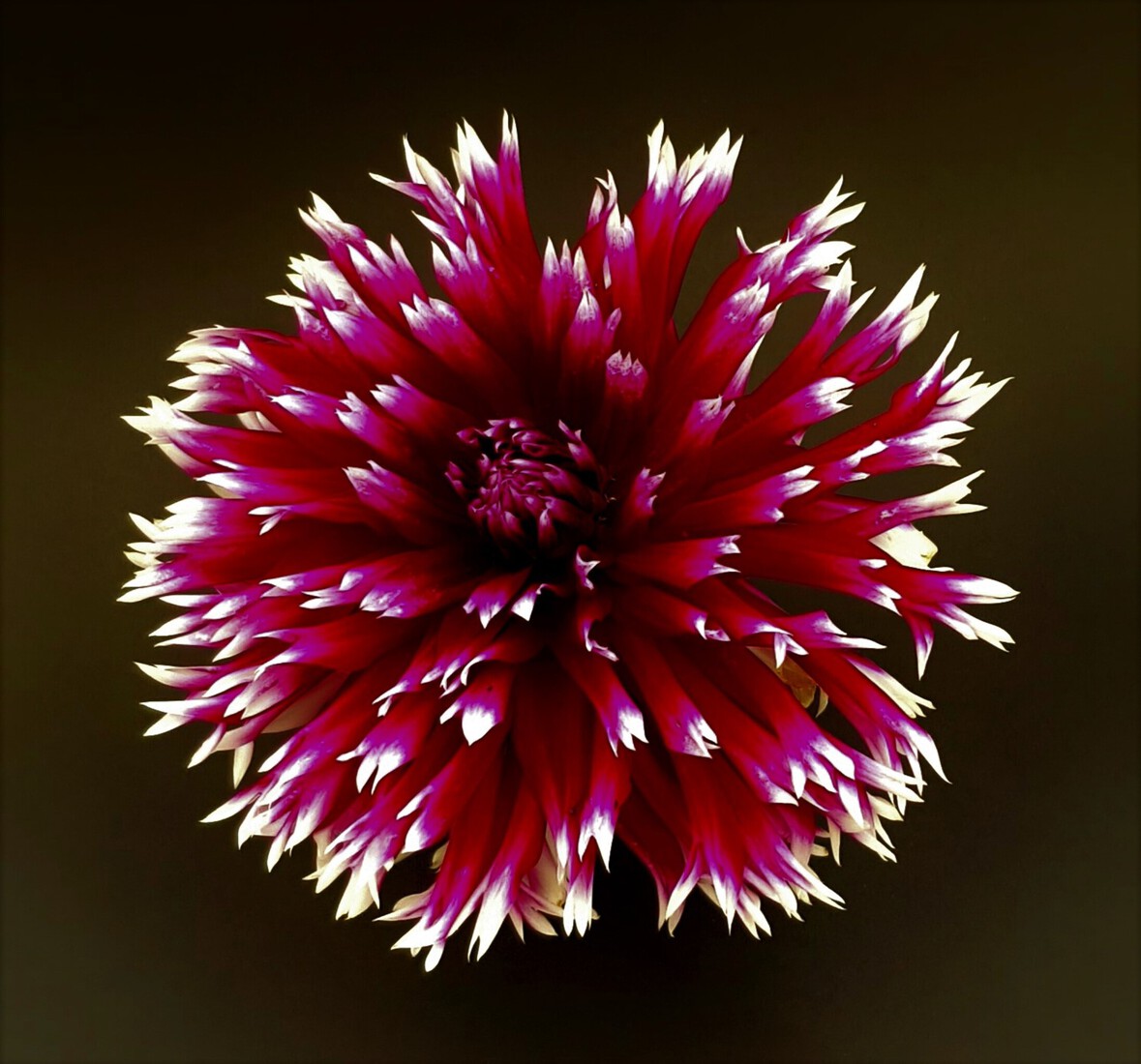 Dahlia zwart rood