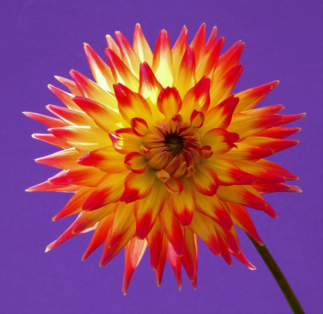 Dahlia donker paars