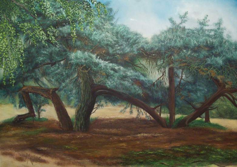 Boom Lutterzand, Twente