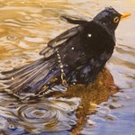 Vogels en kikkers bezoeken onze vijver. Ik heb ze weergegeven in olieverf op kleine paneeltjes van multiplex. In tegenstelling tot mijn andere werk, is de verf dun en transparant opgezet, waardoor het wit van de ondergrond een belangrijke rol speelt. De paneeltjes doen denken aan kleitabletjes, maar hebben het voordeel dat ze niet breekbaar zijn.