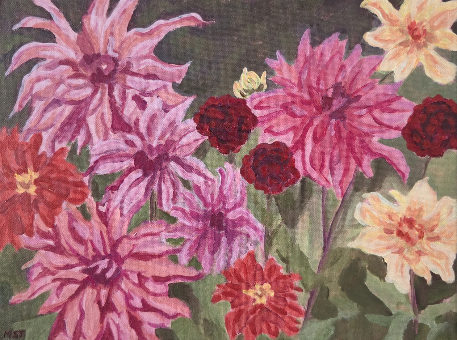 Dahlia pracht