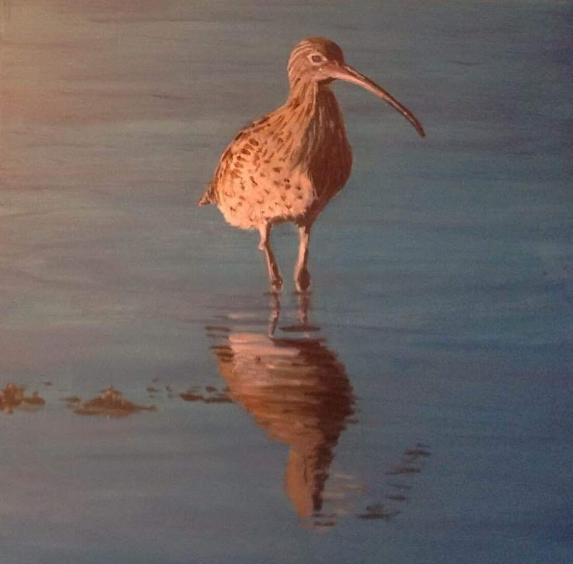 wulp aan de Oosterschelde