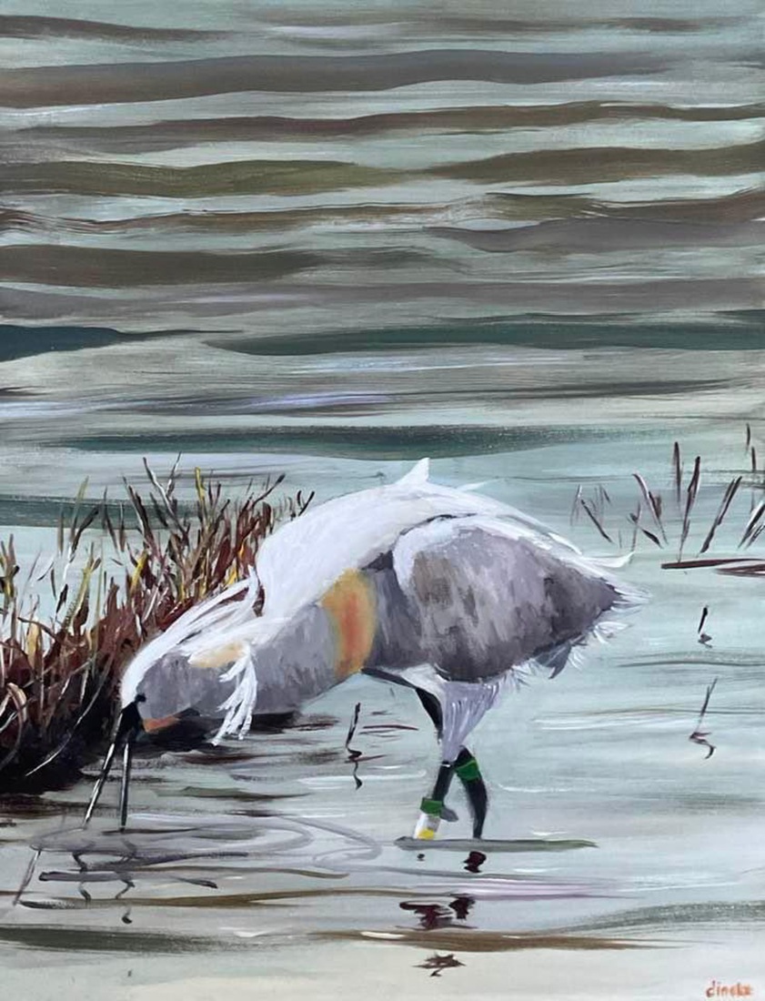 Lepelaar in Scherpenissepolder