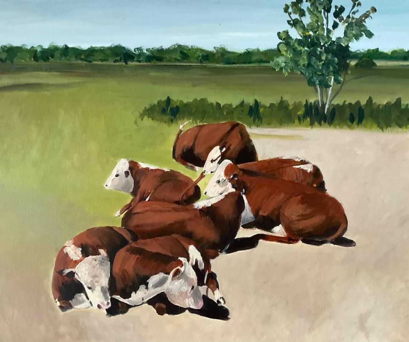 Koeien in de duinen bij Burg Haamstede