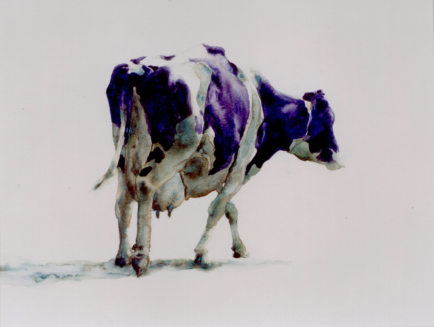 Paarse koe, De sukkel