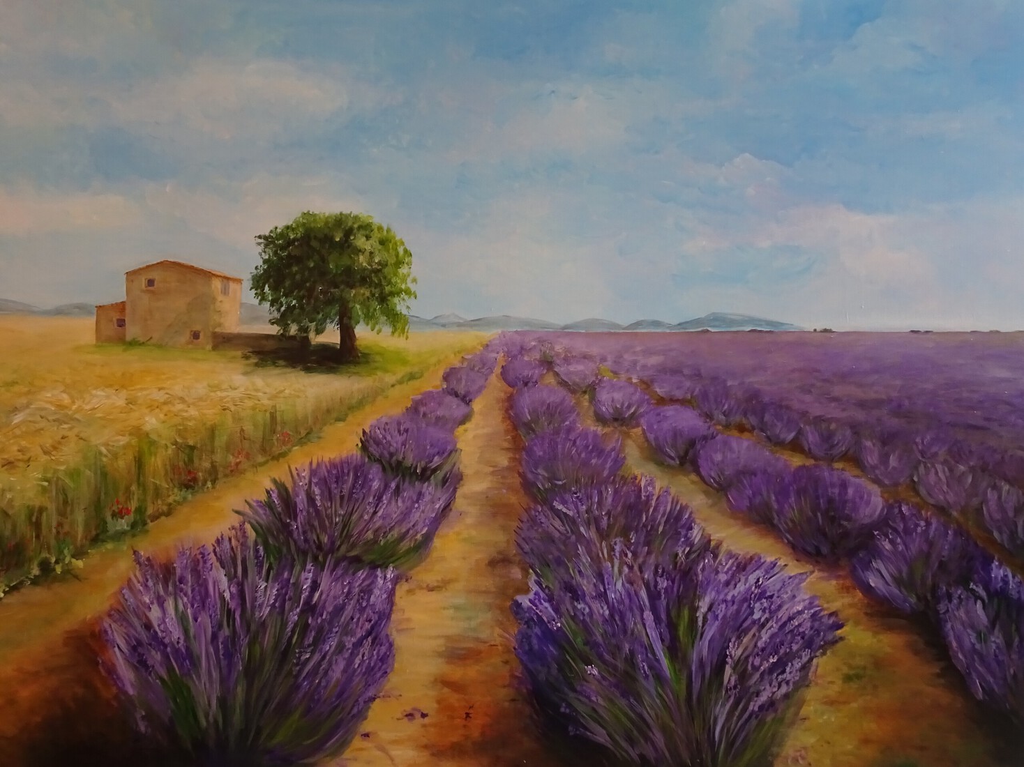 het plateau van Valensole