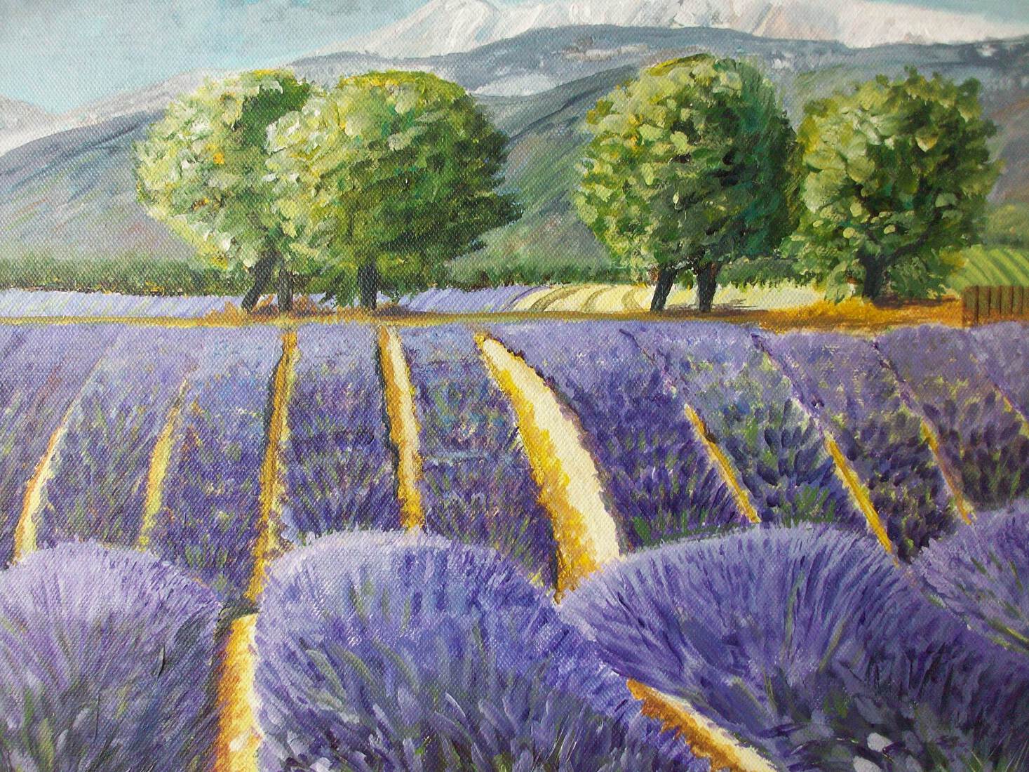 Lavendelveld in de Provence