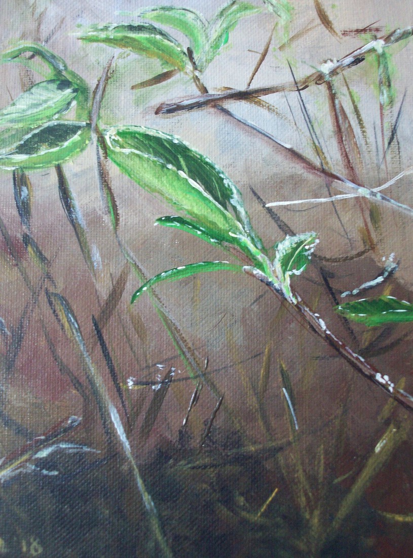 Rijp in close-up  Deel 1/3