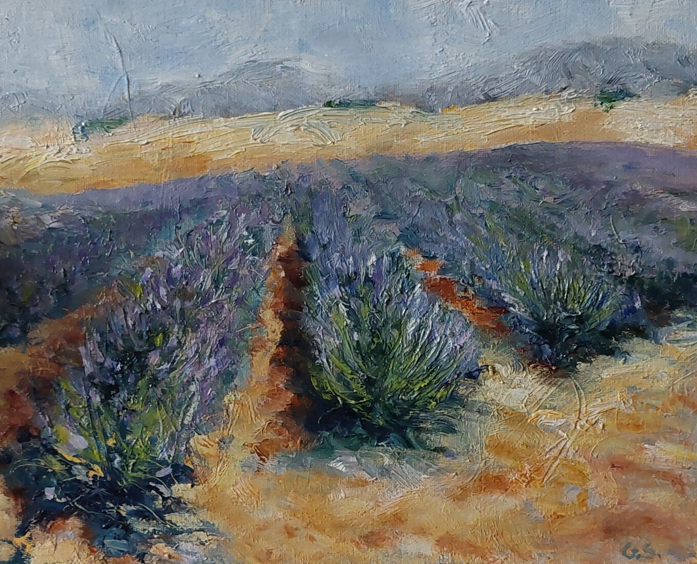 Lavendelveld in Valensole