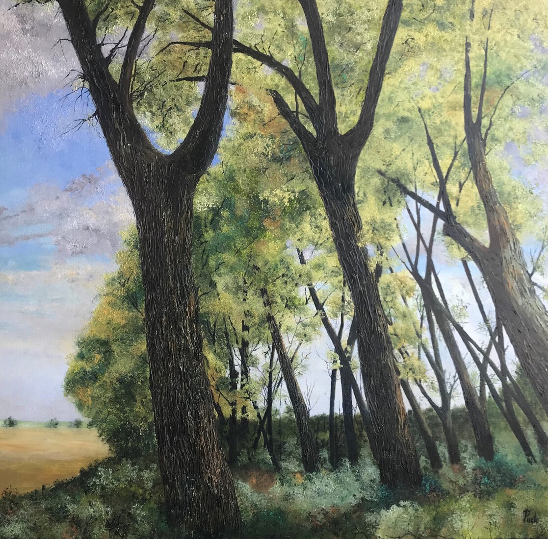 Dijken met populieren