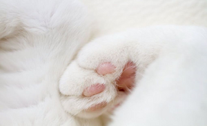 Naast abstracte foto's vind ik het ook een uitdaging om de herkenbare wereld zodanig vast te leggen, dat er gevoel in het beeld ligt. Het is meer dan een registratie. Het is mijn blik, waarbij ik keuzes maak hoe ik iets in beeld breng en daarmee het oog van jou als kijker leid. Het gaat om sferen, om vormen, om kleuren. Ik wil je met mijn beelden even meenemen naar een andere plek.

Als print te bestellen in diverse afmetingen/materialen. Zie www.qeimoy.com.