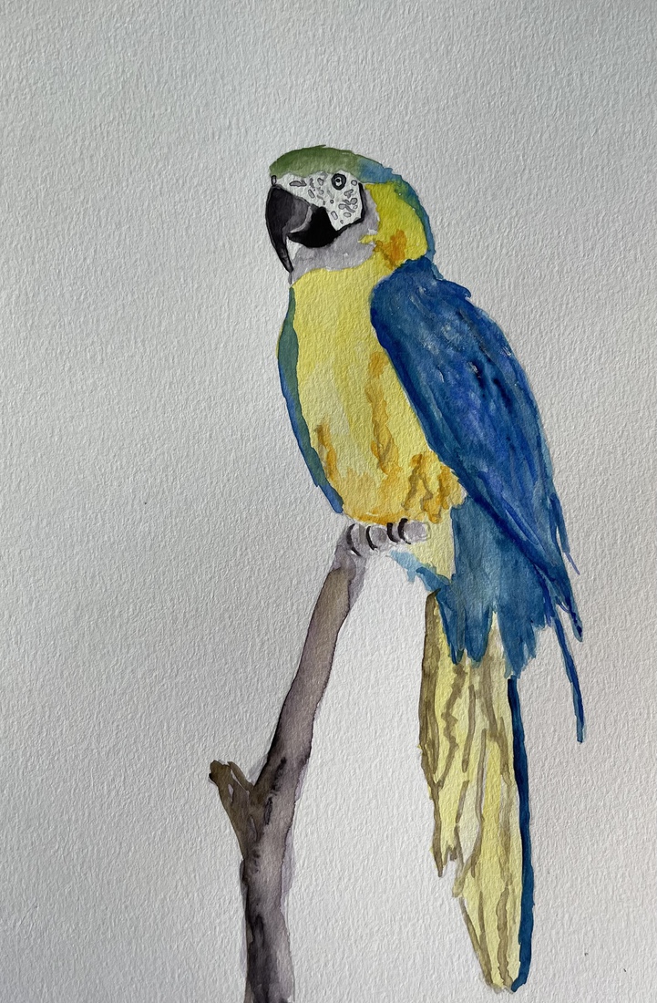Papegaai 