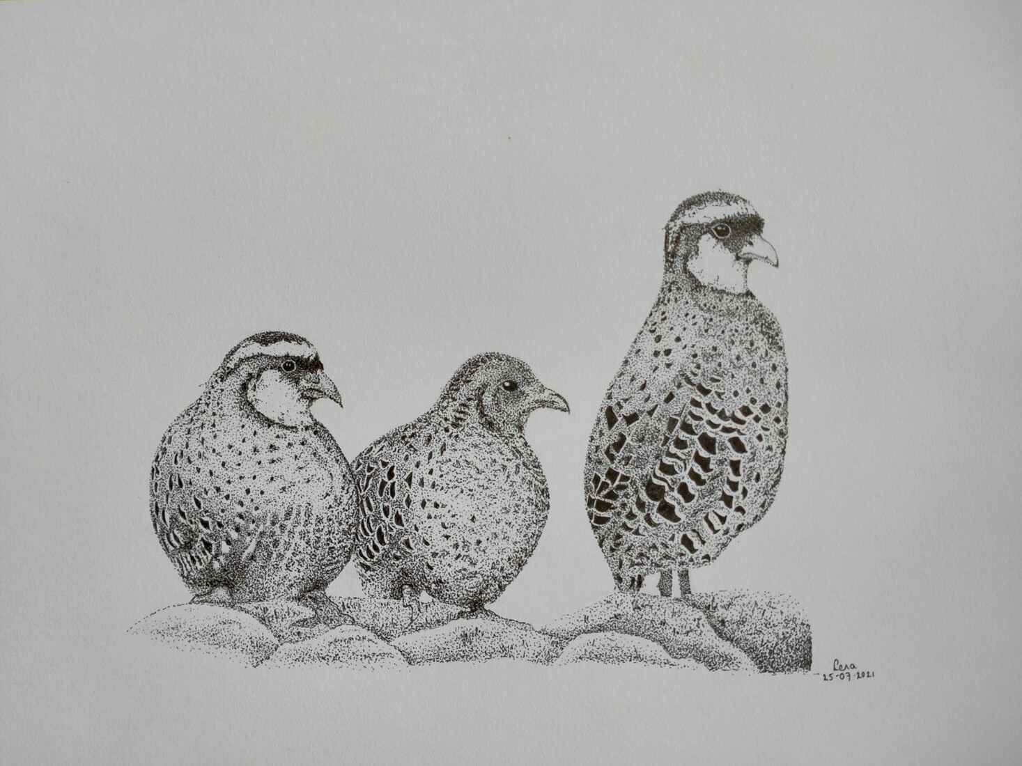 Familie bonte dwergpatrijs