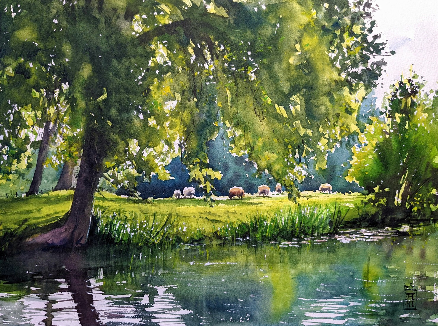 Schapen langs de Rivier