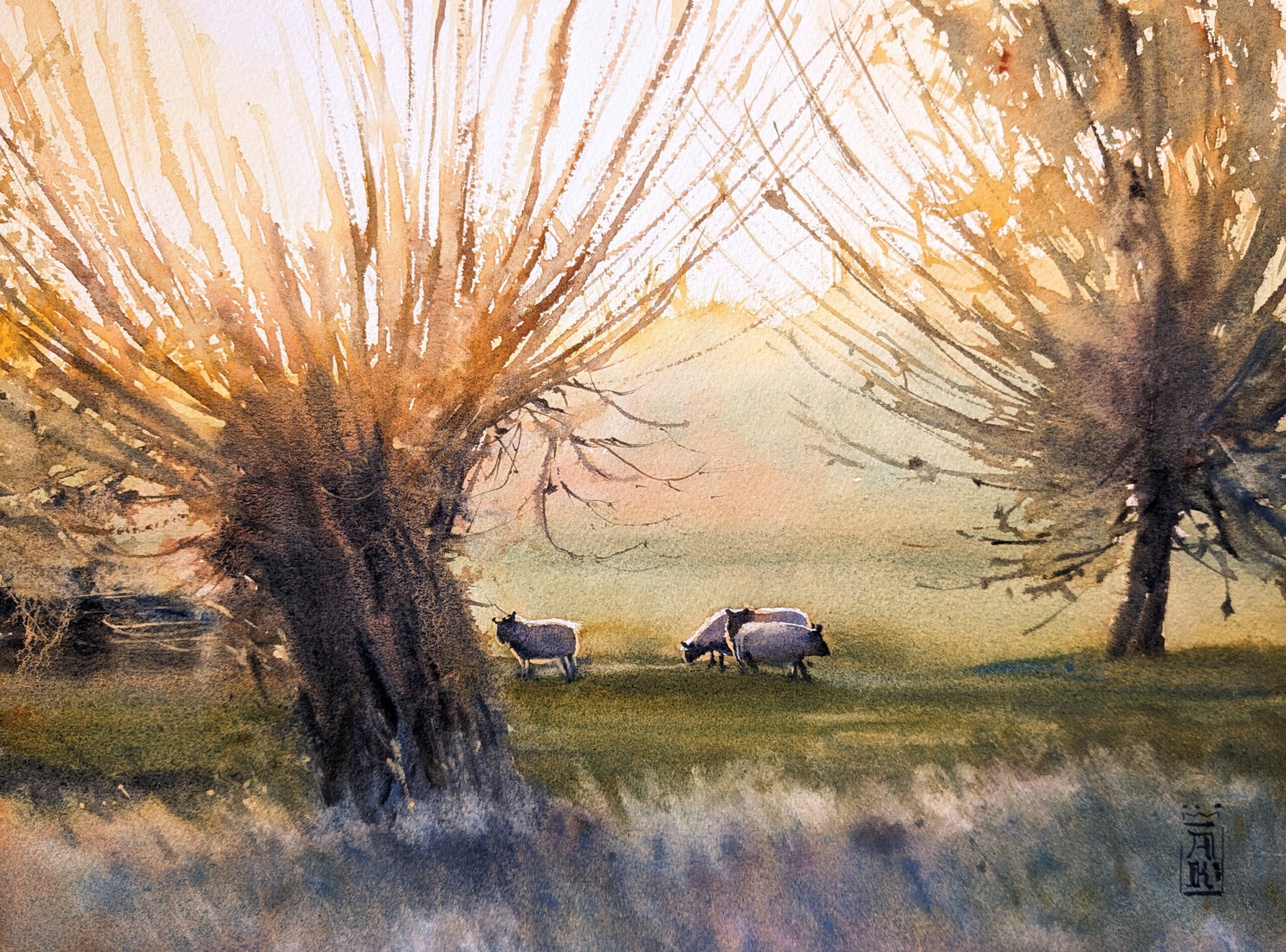 Schapen in de Ochtendzon