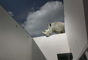 De rhinoceros kan overal opduiken en zijn omgeving veranderen