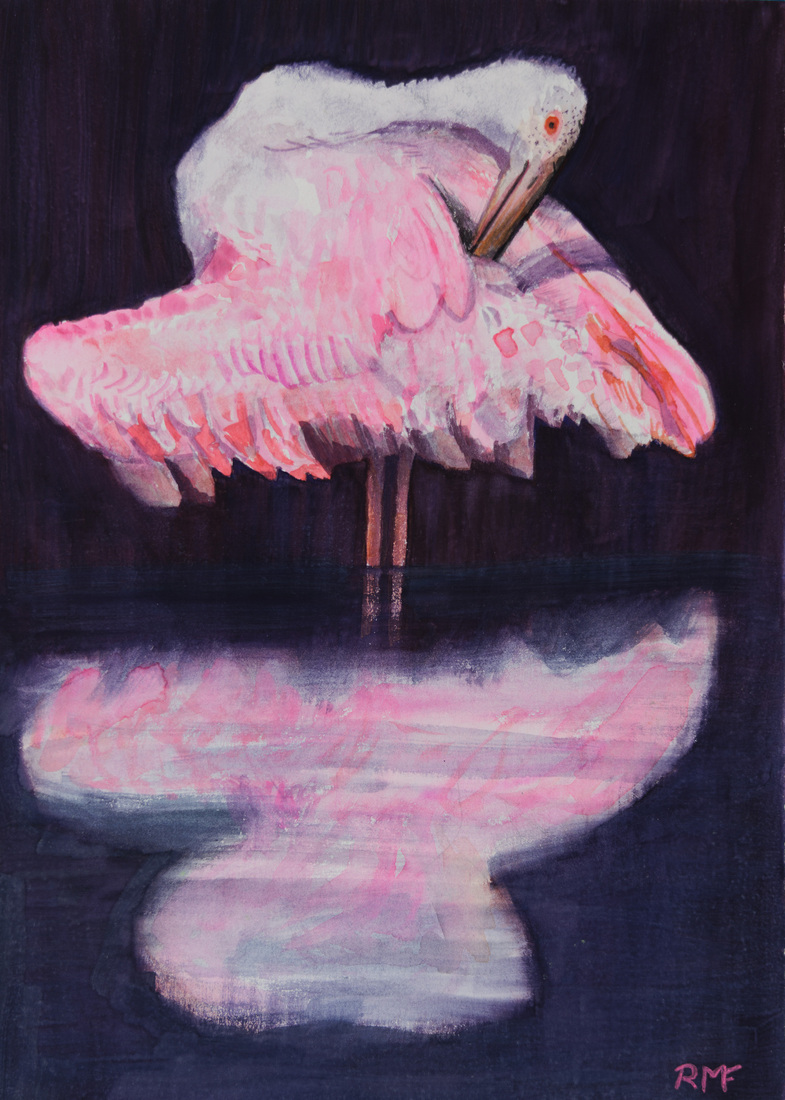 Roze lepelaar in het water