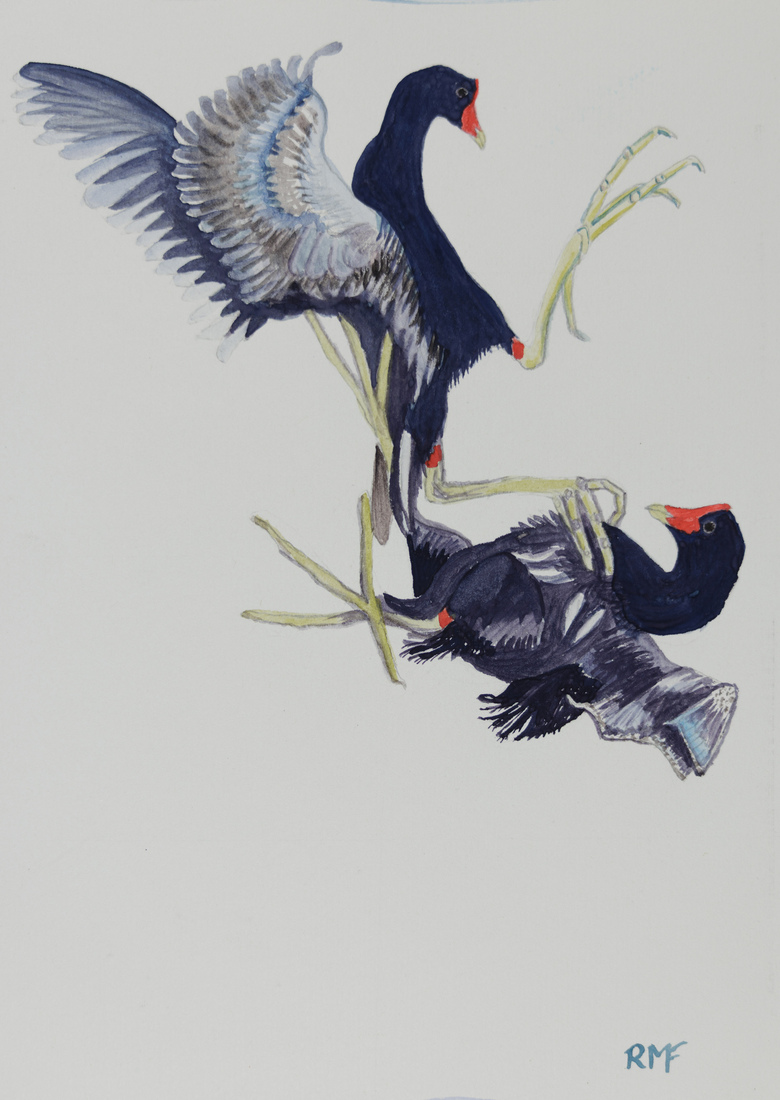 Waterhoentjes gevecht