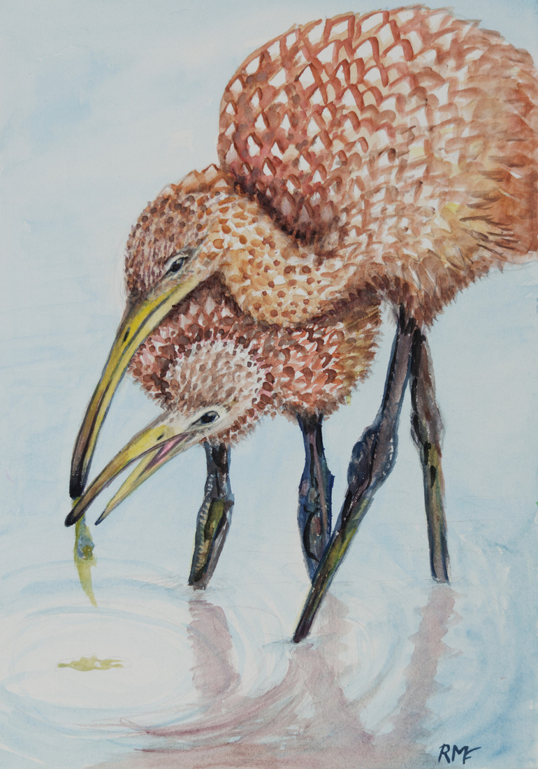 watervogels mama en kuiken