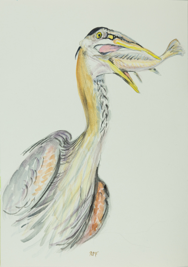 Reiger vangt een vis