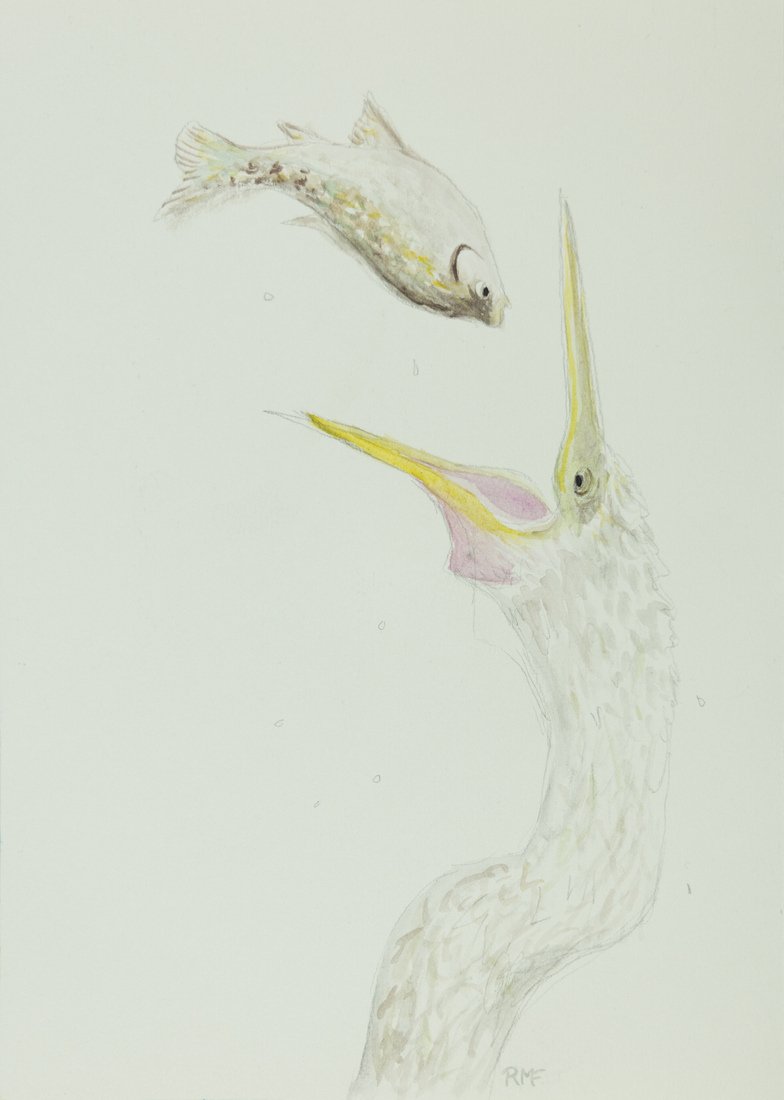 Vliegende vis en reiger